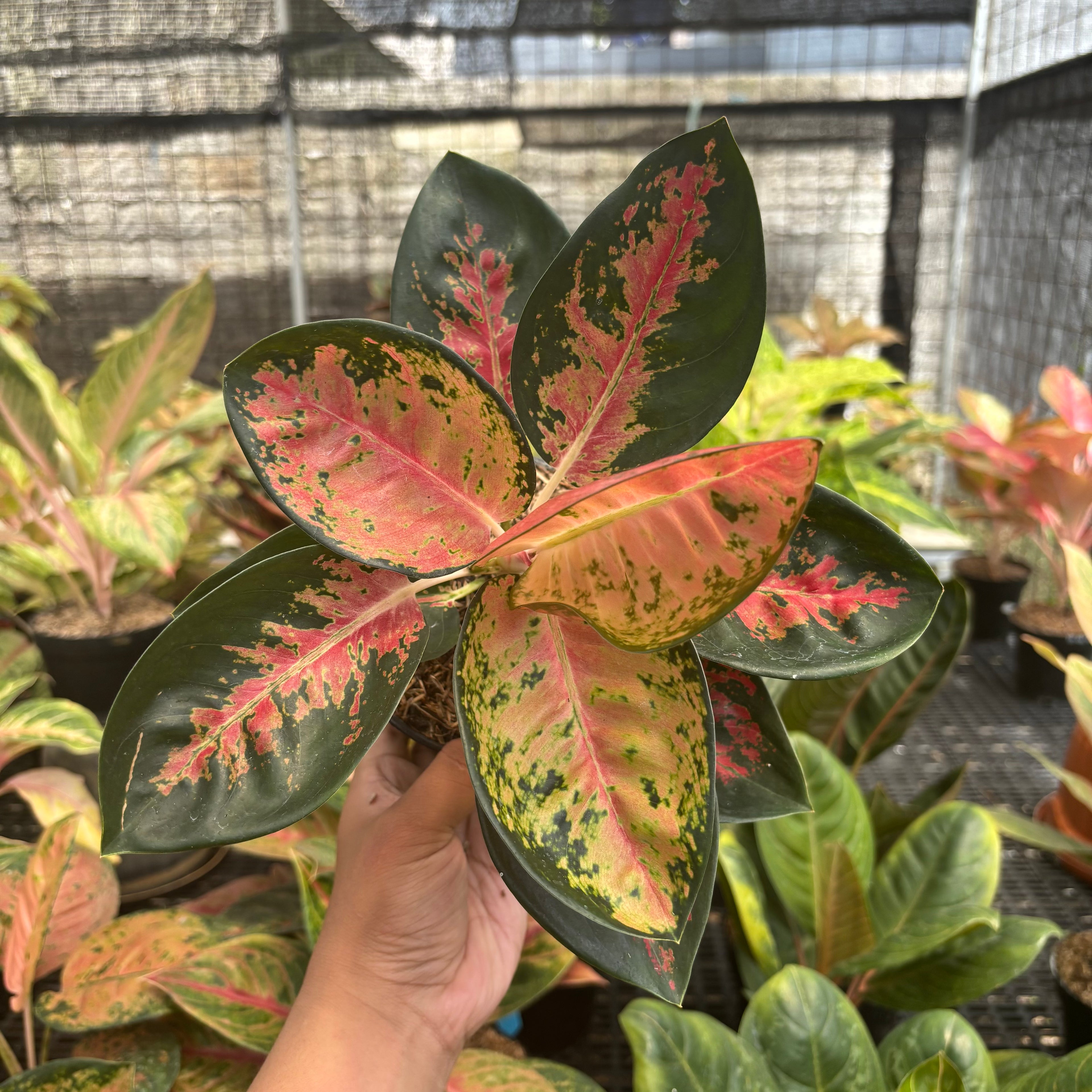 Aglaonema Kochincuna