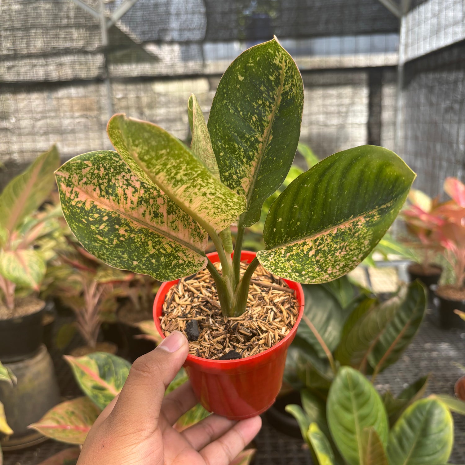tanaman aglaonema Aglaonema Antik