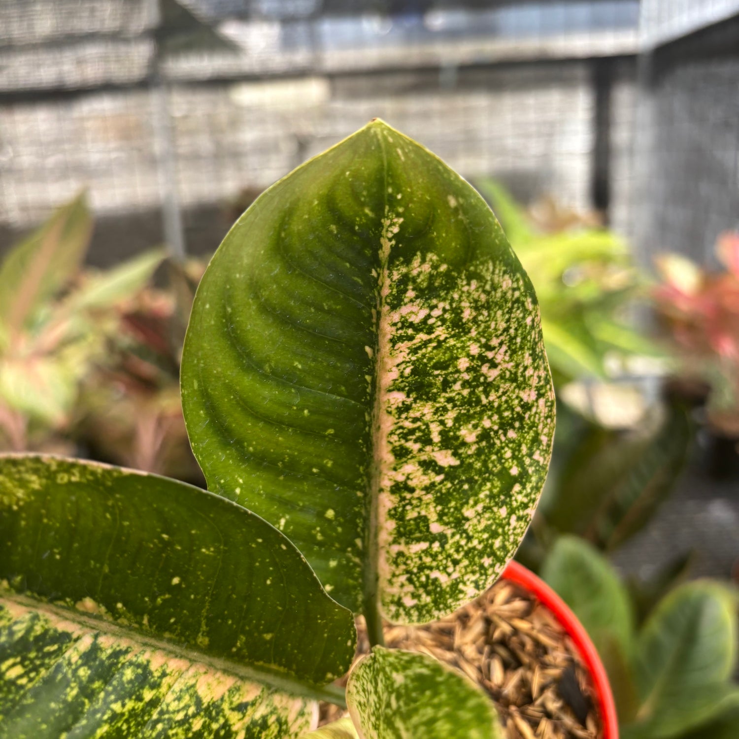 aglaonema black spots Aglaonema Antik – Greenspaces.id