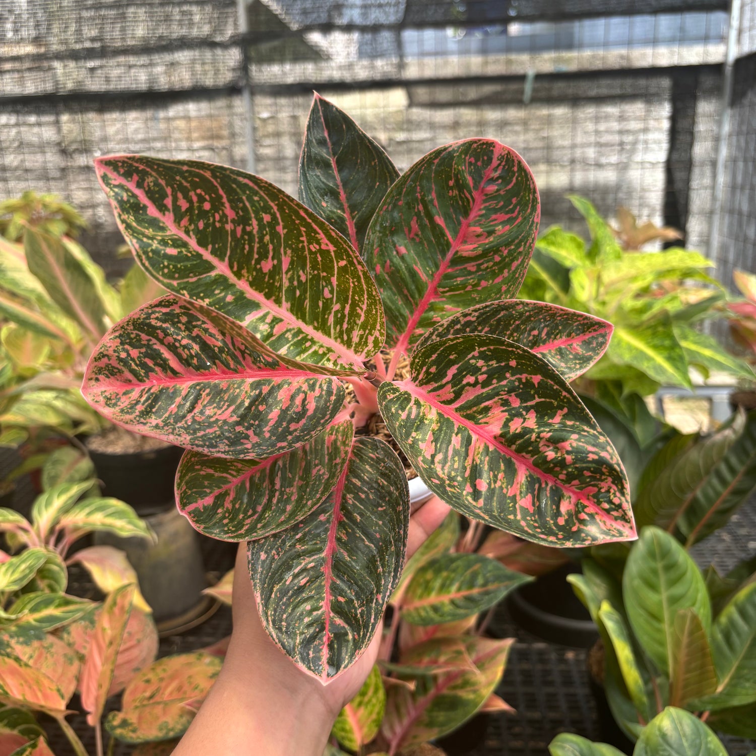 aglaonema red sumatra Aglaonema Sinta – Greenspaces.id