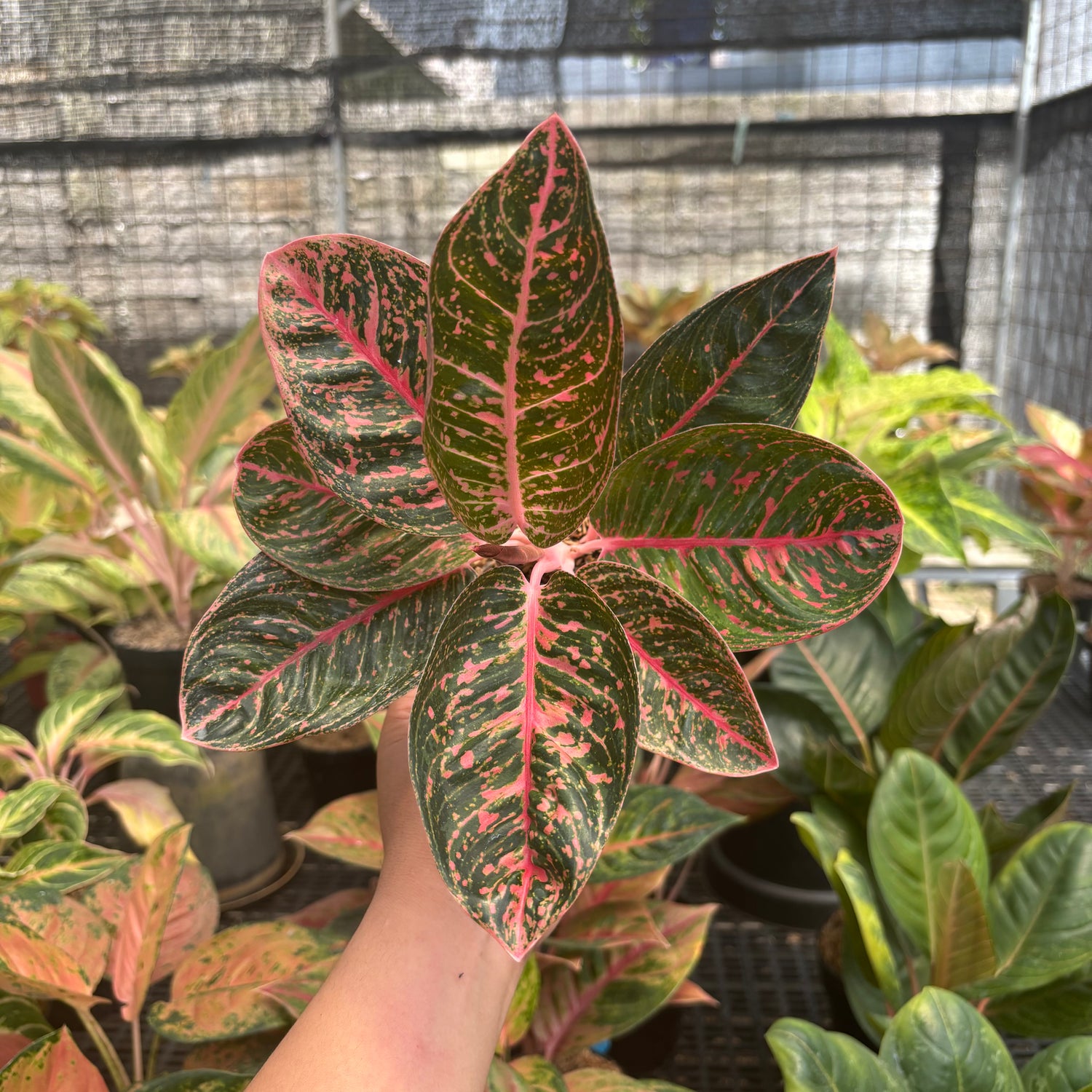 aglaonema harlequin benefits Aglaonema Sinta