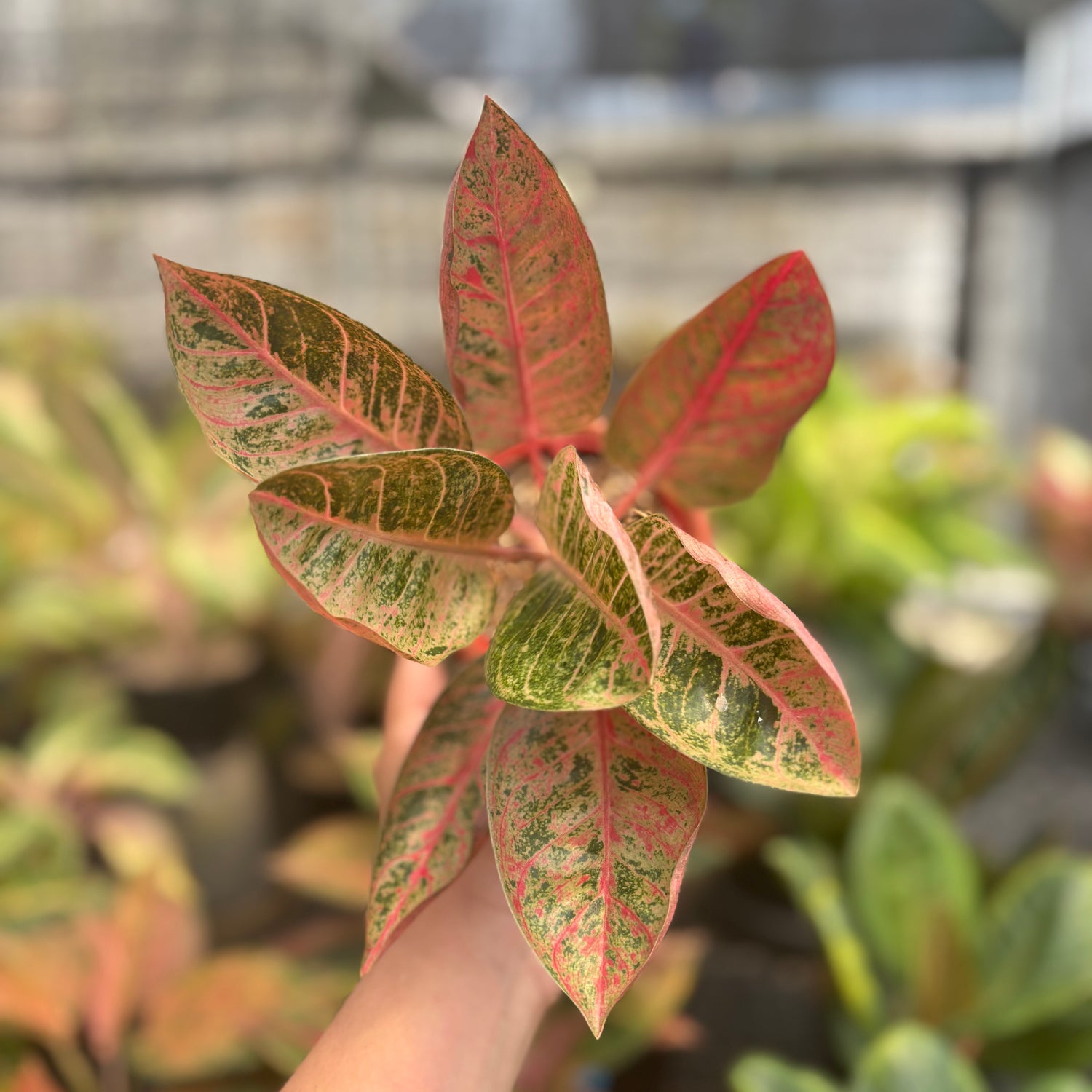 Aglaonema Chitsanu