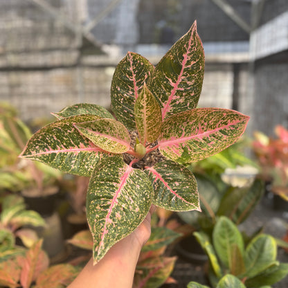 Aglaonema Angela