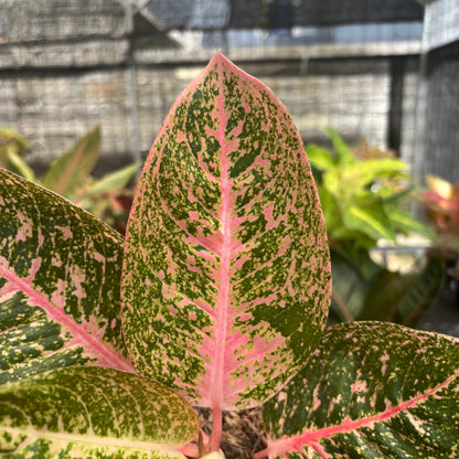 Aglaonema Angela