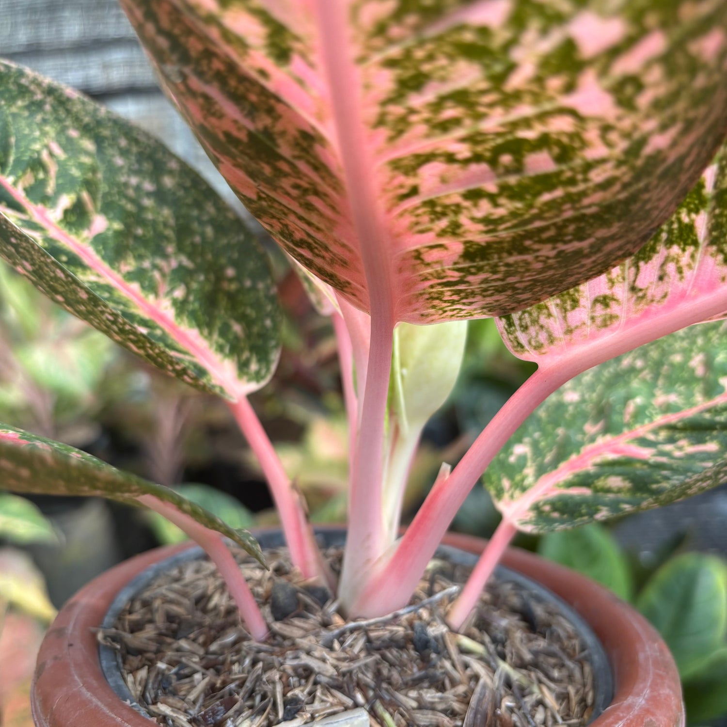 aglaonema splash Aglaonema Angela