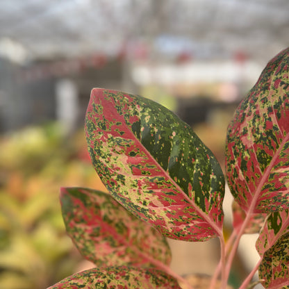 Aglaonema Coconut Delight