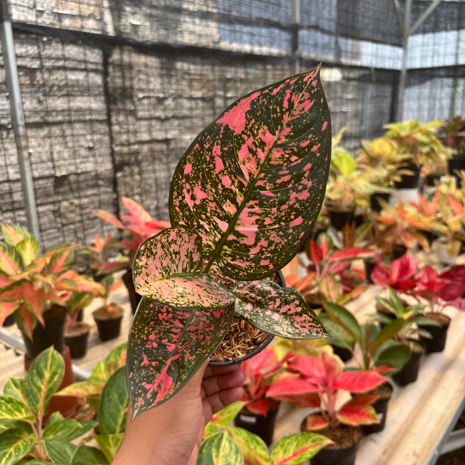 aglaonema ruby Aglaonema Rubi Giant