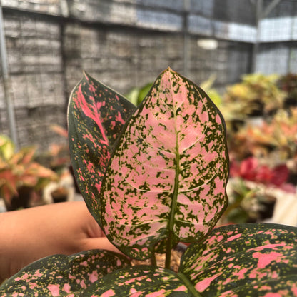 Aglaonema Rubi Giant