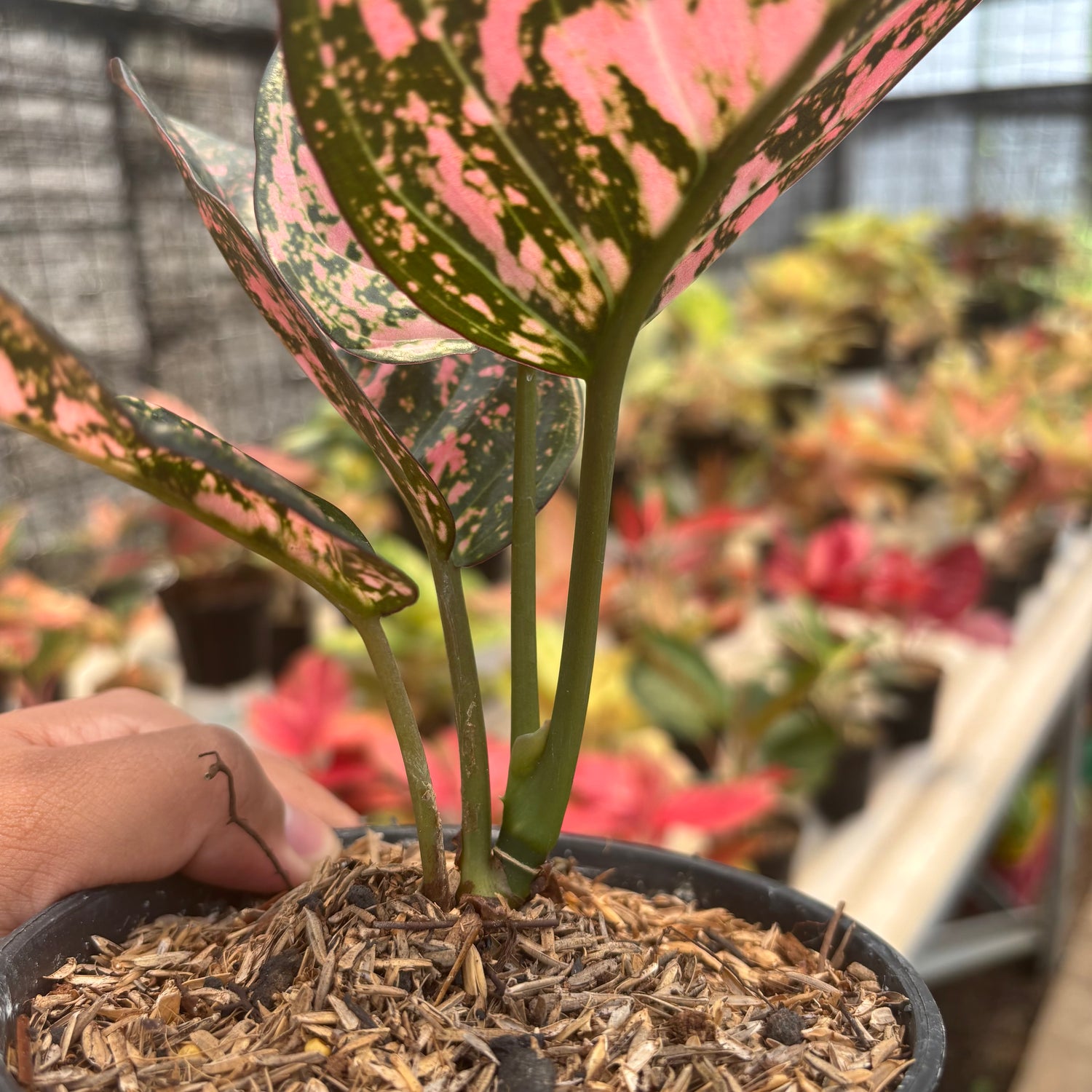 aglaonema georgiis ruby Aglaonema Rubi Giant – Greenspaces.id