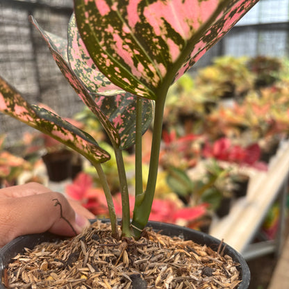 Aglaonema Rubi Giant