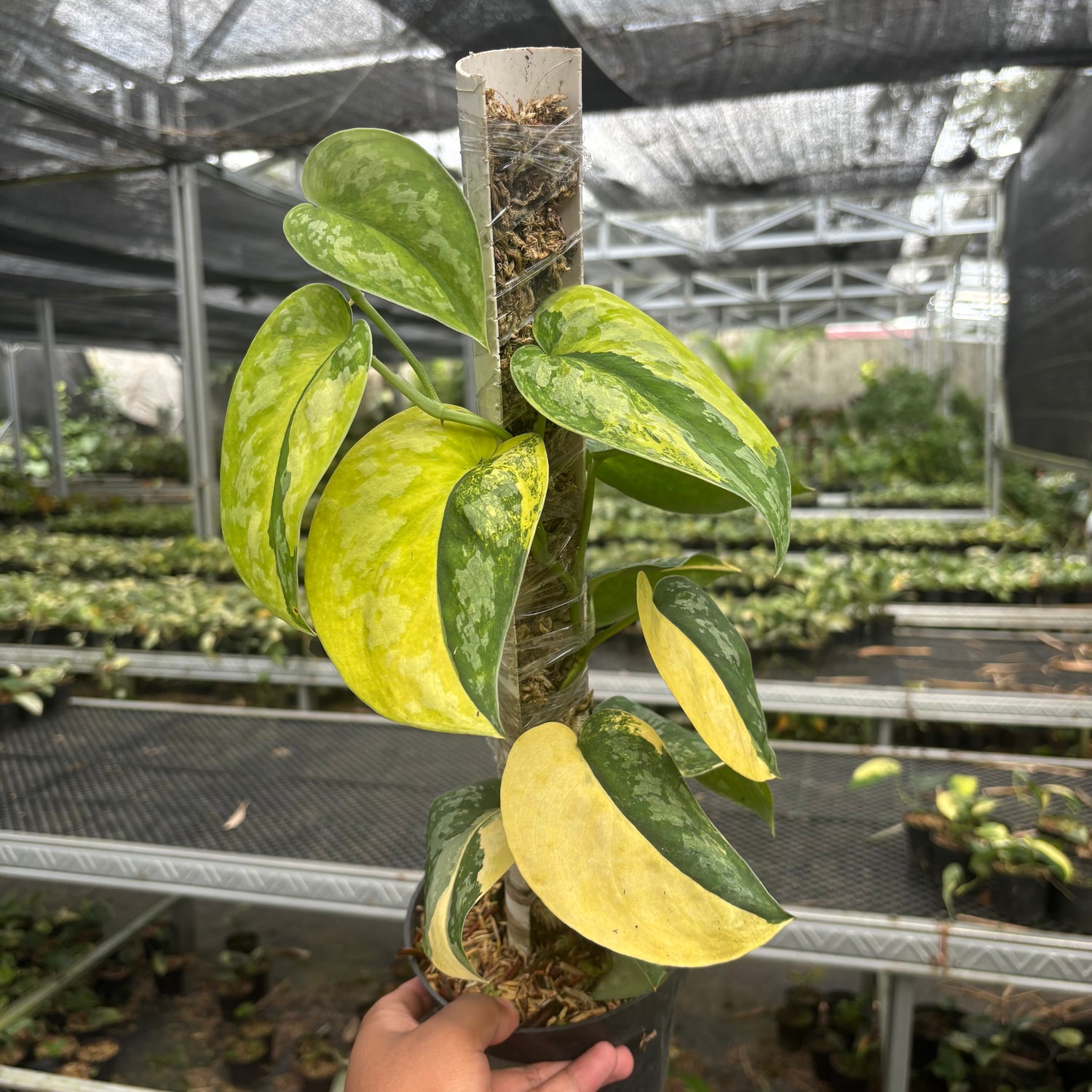 Scindapsus Andalas