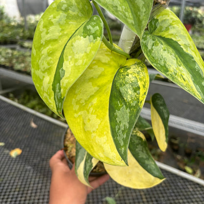 Scindapsus Andalas
