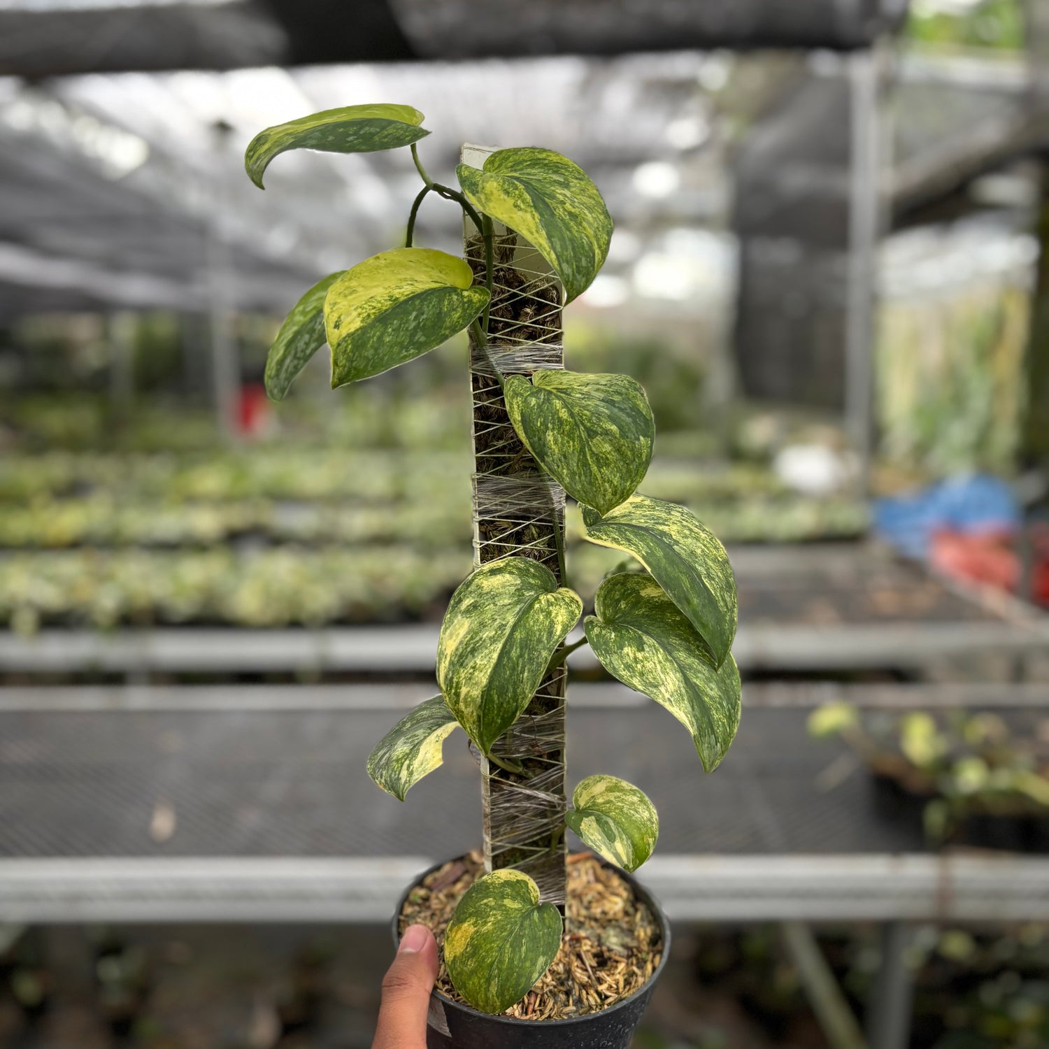 Scindapsus Parahyangan