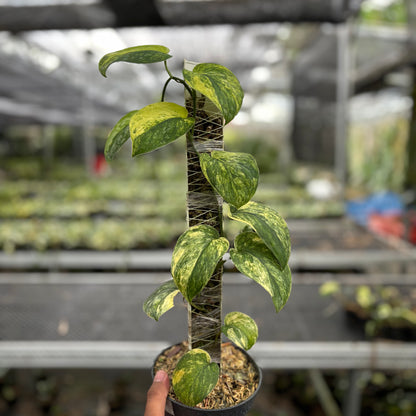 Scindapsus Parahyangan