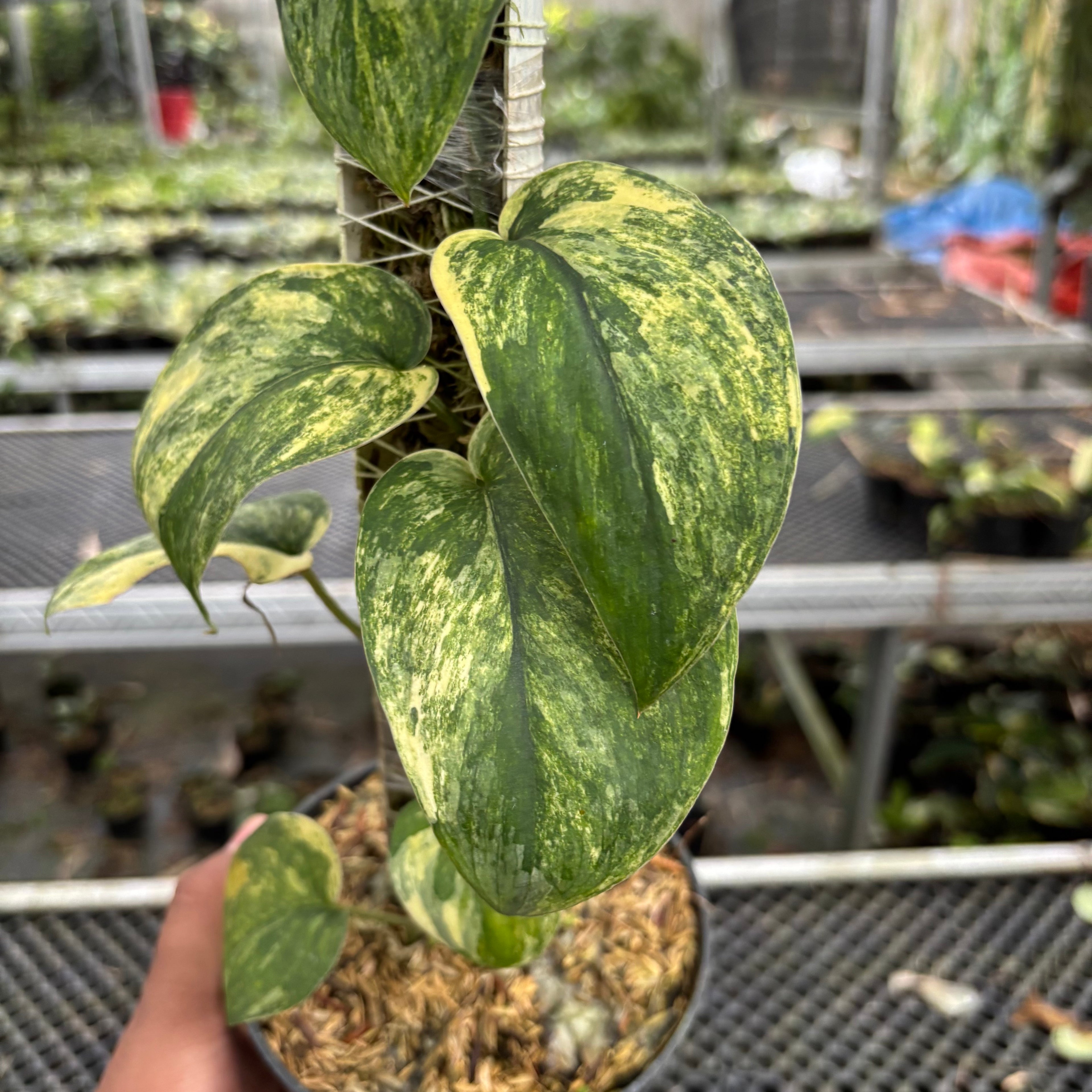 Scindapsus Parahyangan