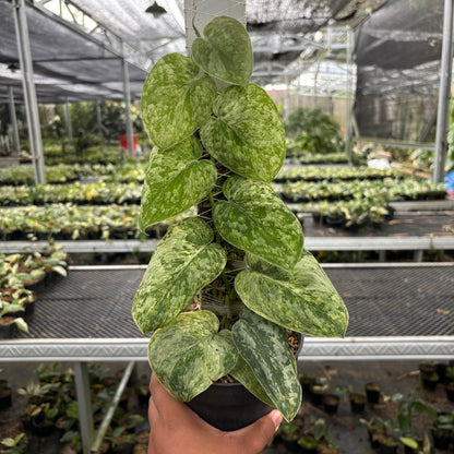 Scindapsus Tembaga