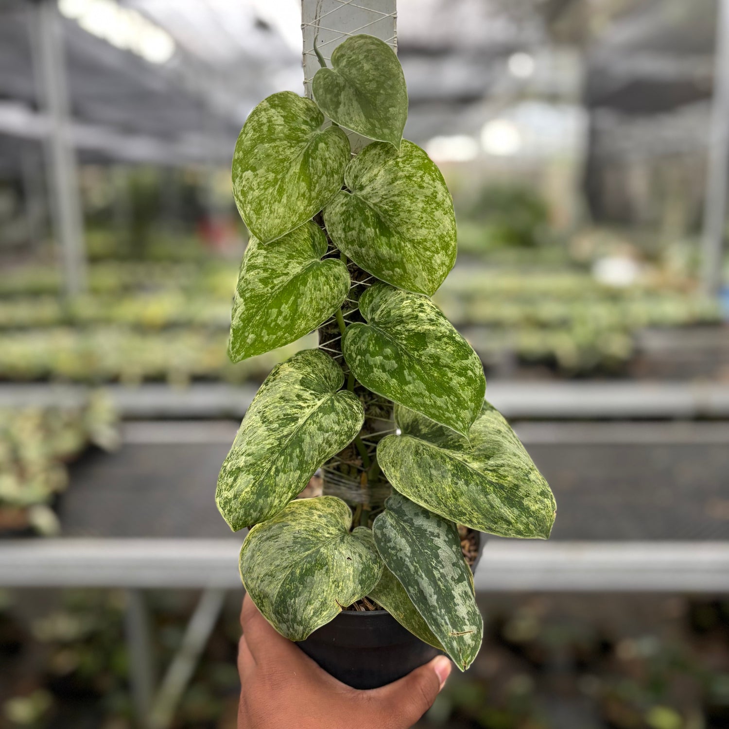Scindapsus Tembaga