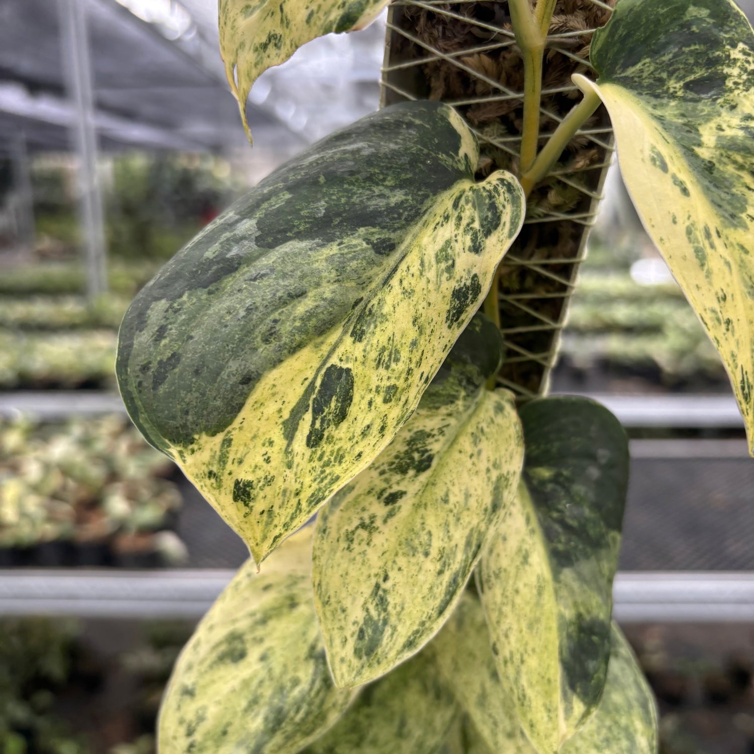 Scindapsus Dark Splash Marble