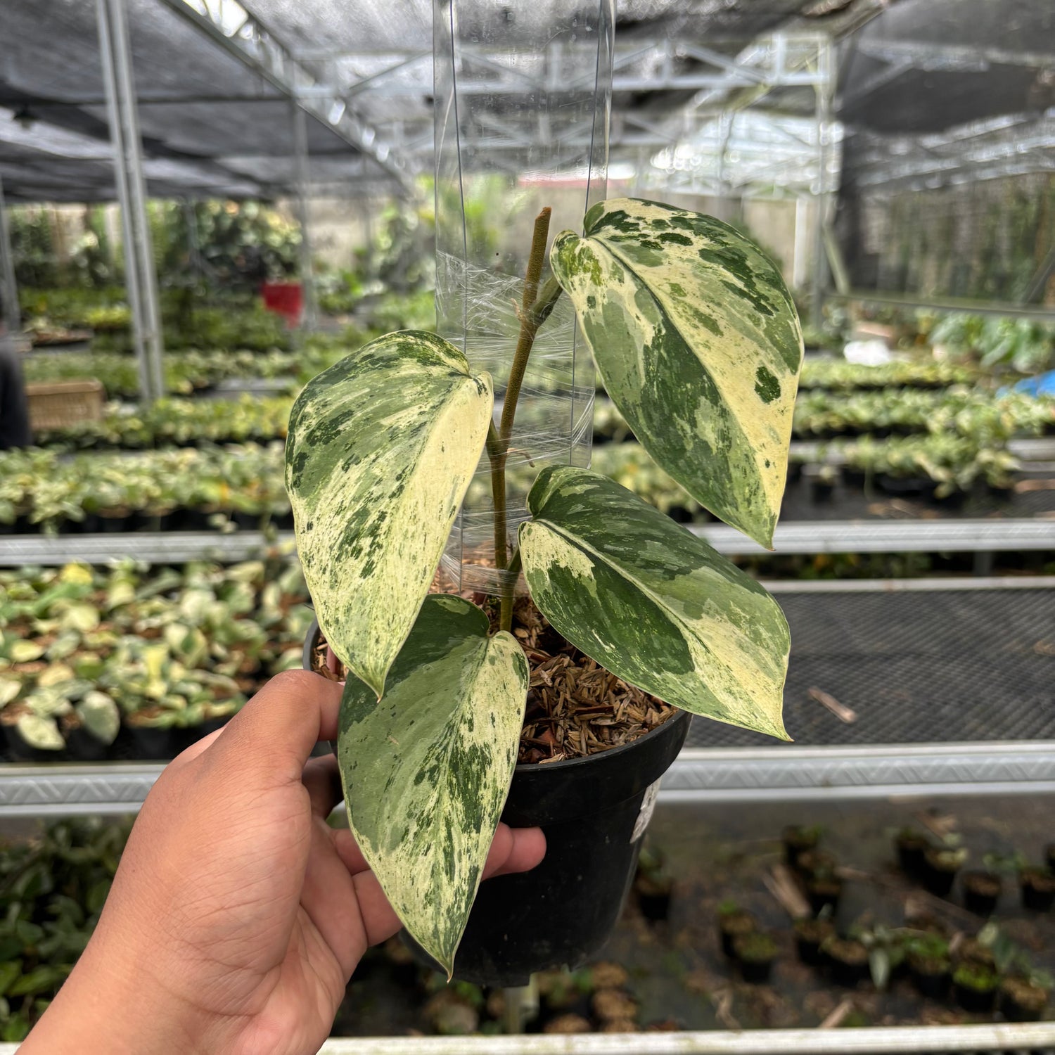 Scindapsus Bahorox