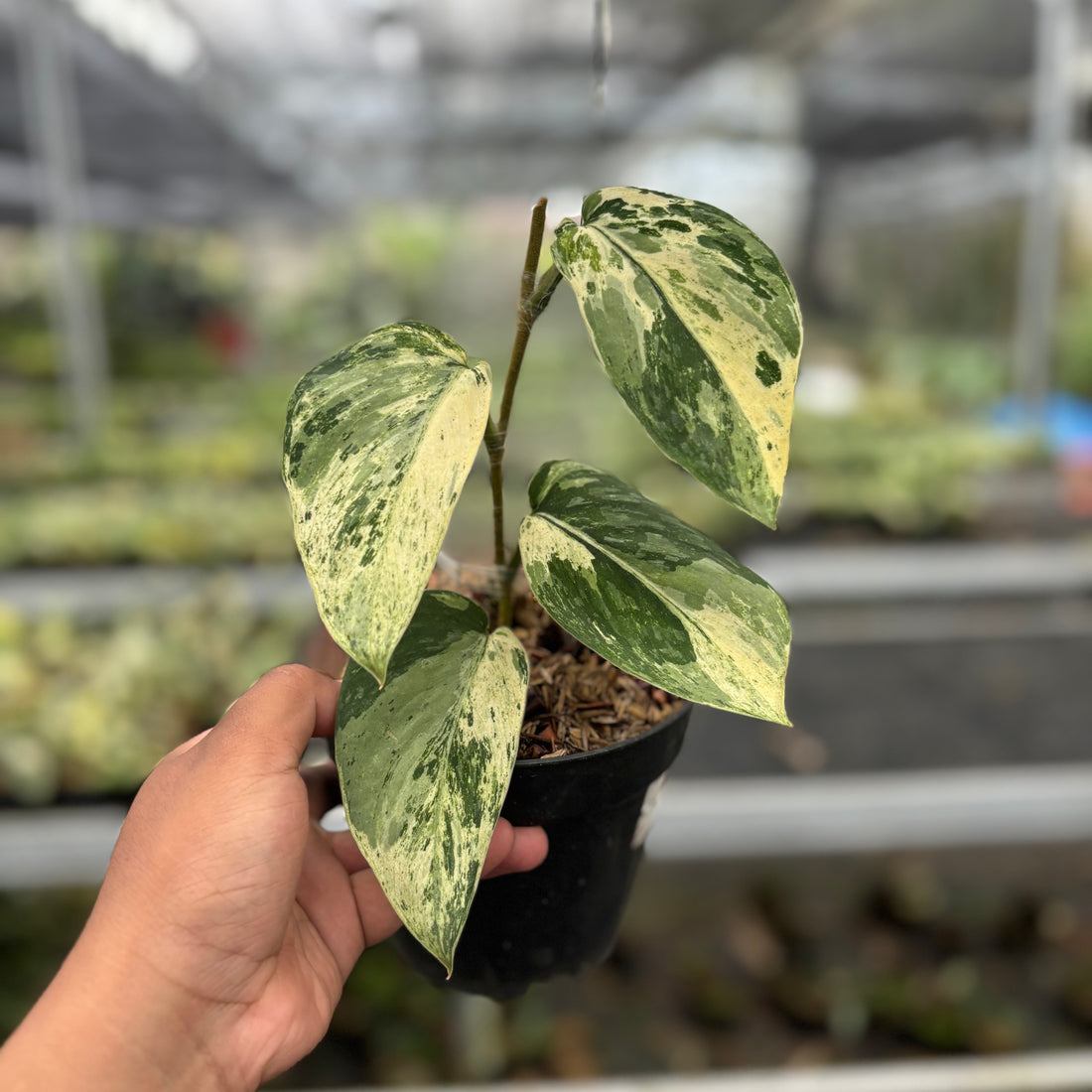 Scindapsus Bahorox