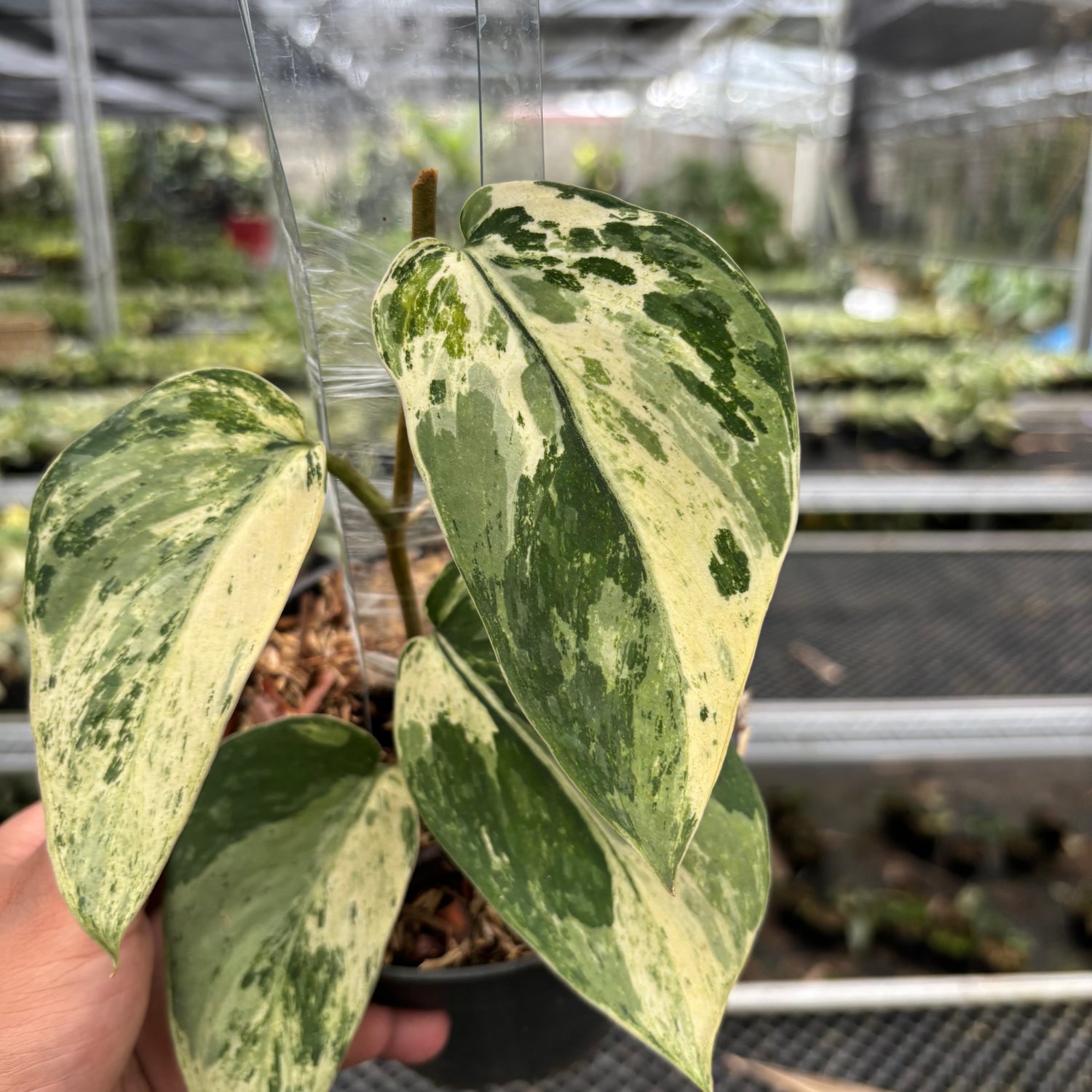 Scindapsus Bahorox