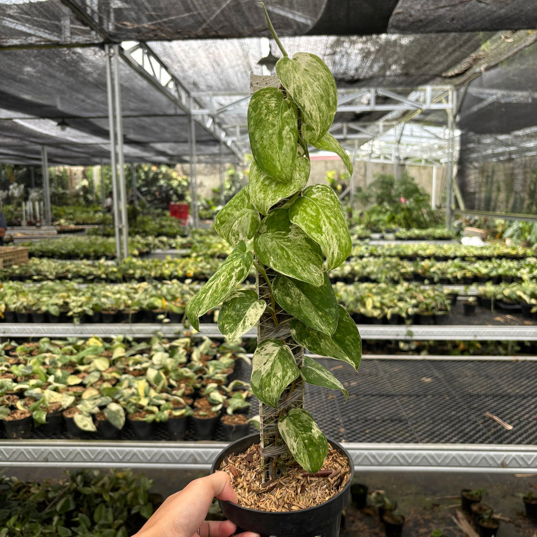 Scindapsus Parahyangan Albo