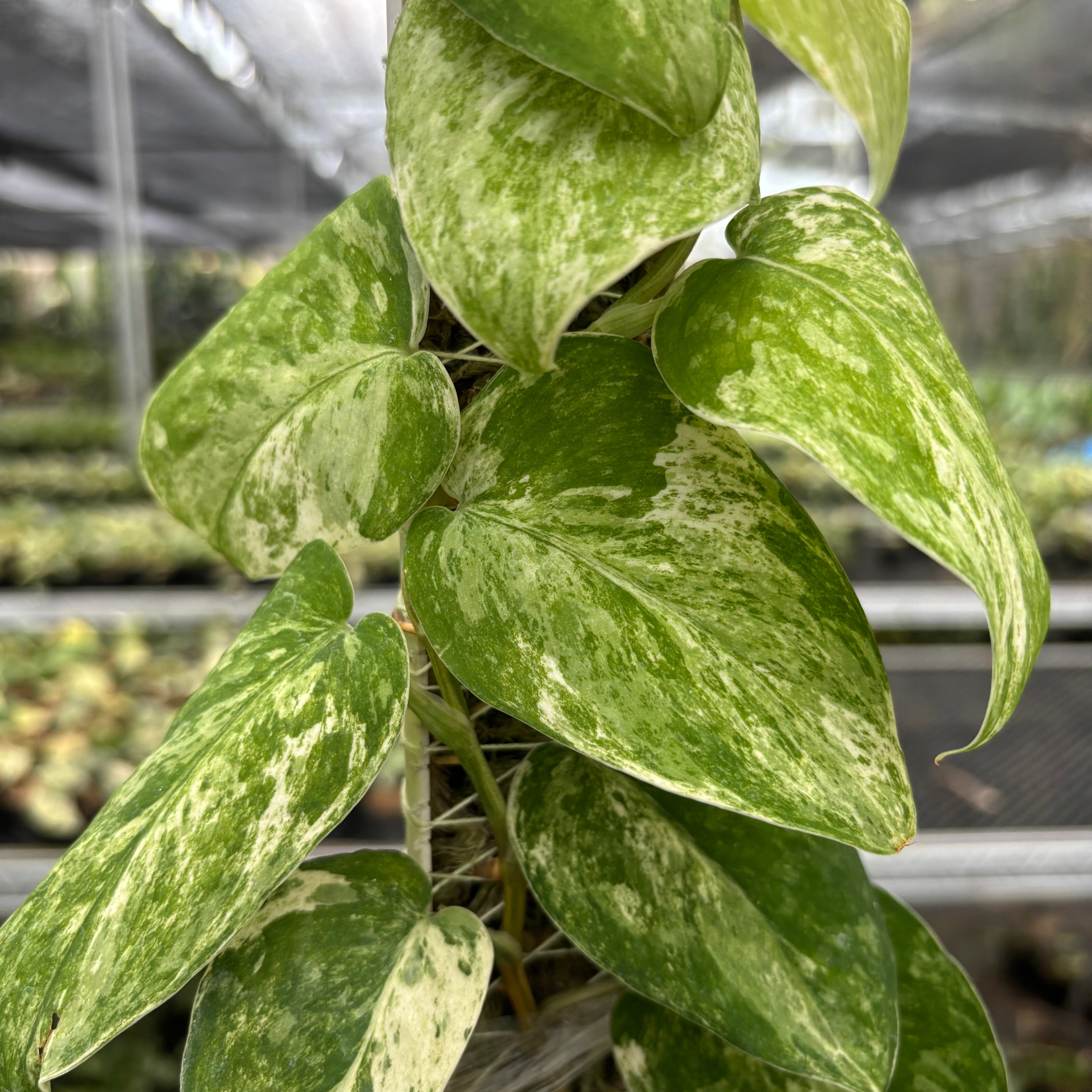 Scindapsus Parahyangan Albo