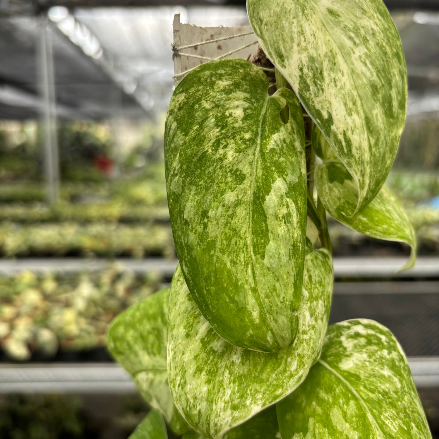 Scindapsus Parahyangan Albo