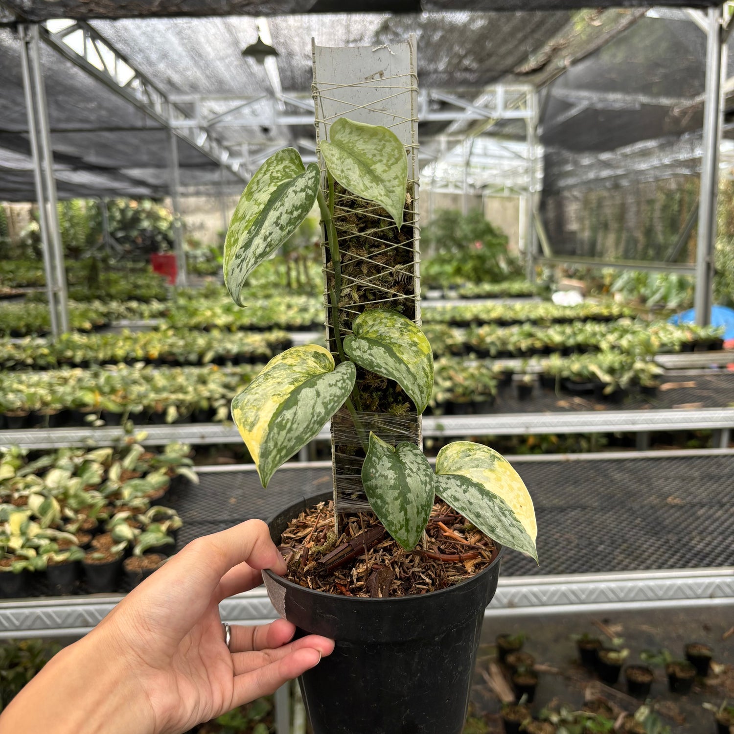 Scindapsus Geulis