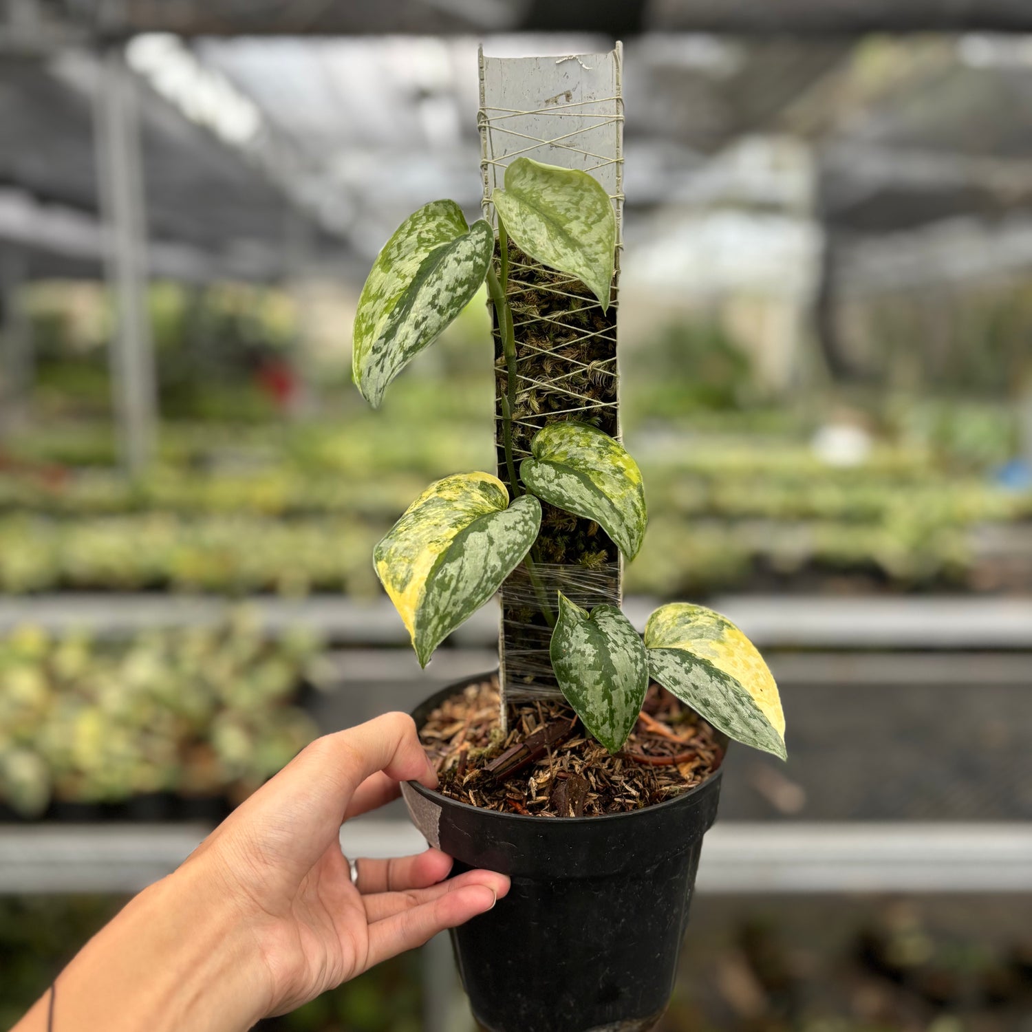 Scindapsus Geulis
