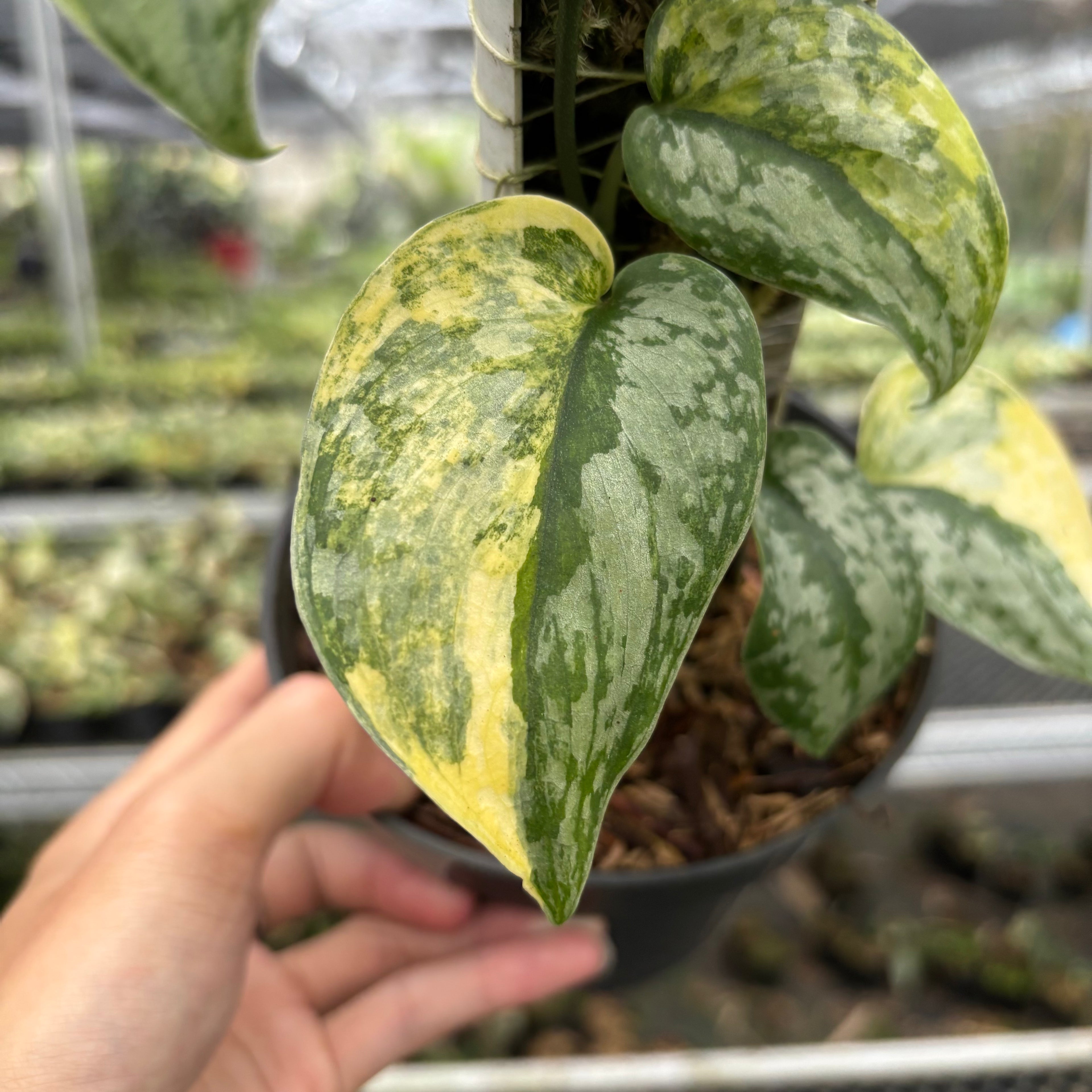 Scindapsus Geulis