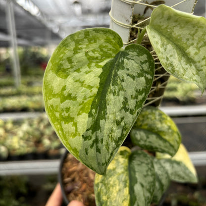 Scindapsus Geulis