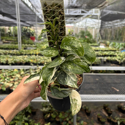 Scindapsus Treubii Tricolor Mutation