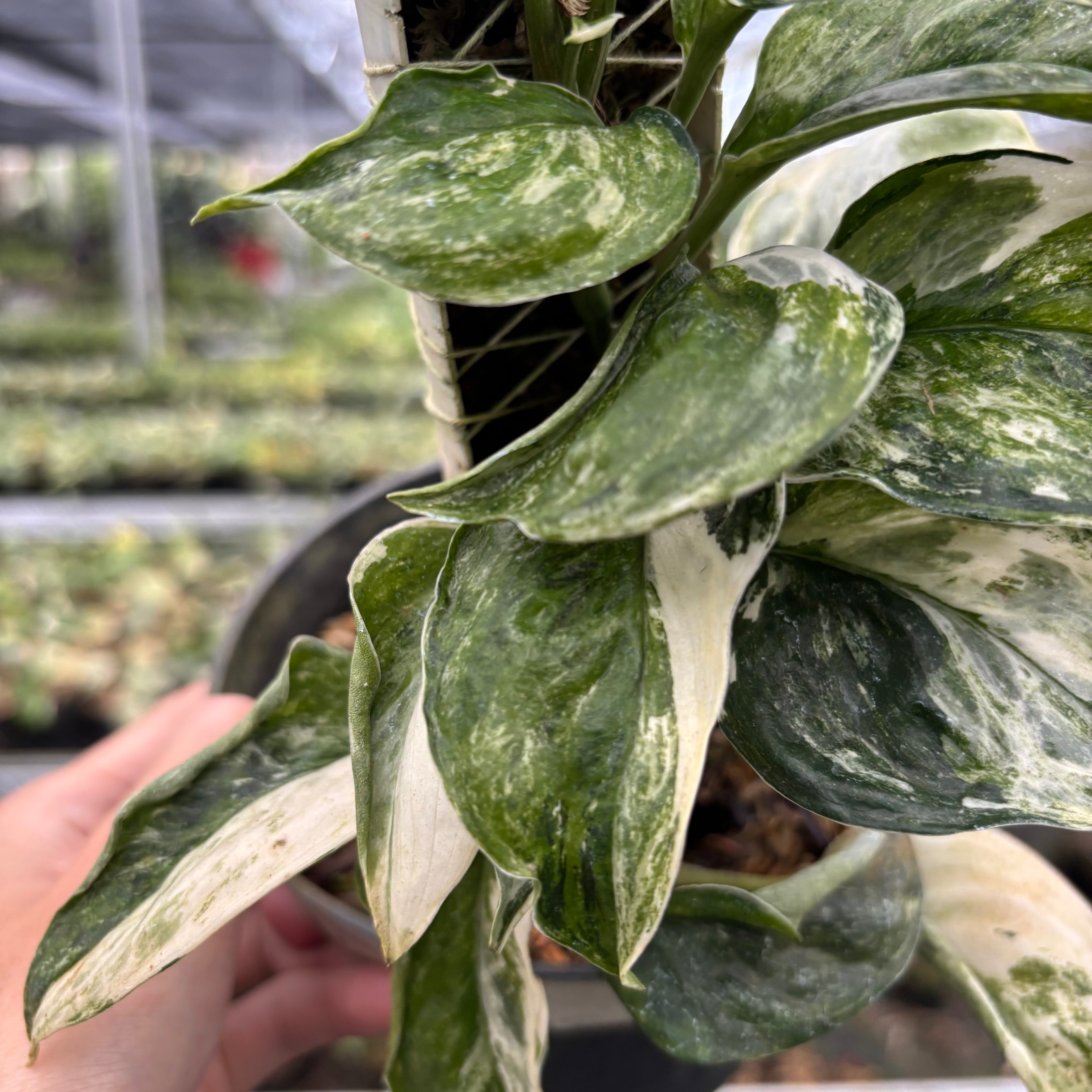 Scindapsus Treubii Tricolor Mutation