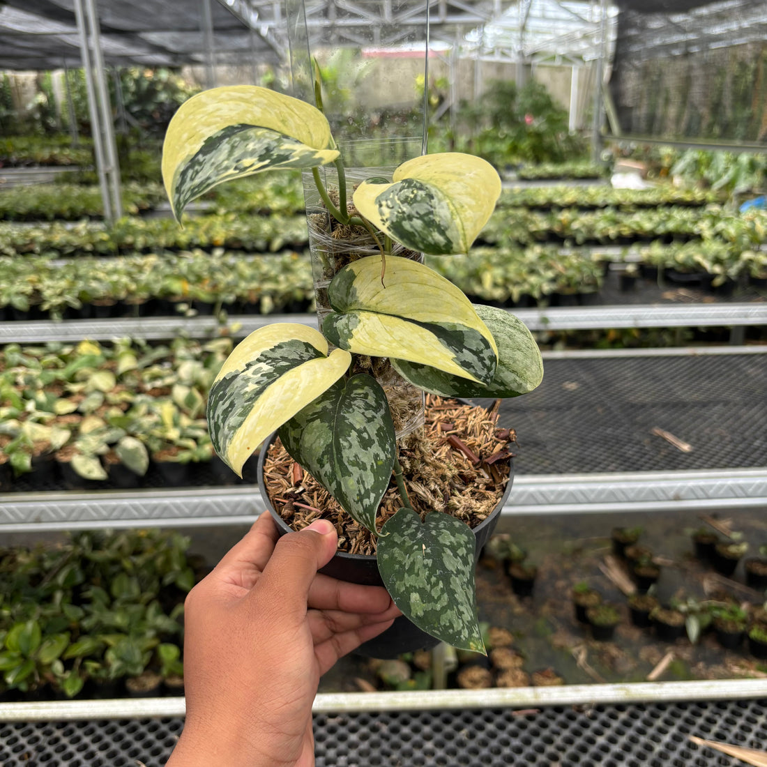 Scindapsus Wheet Diamond