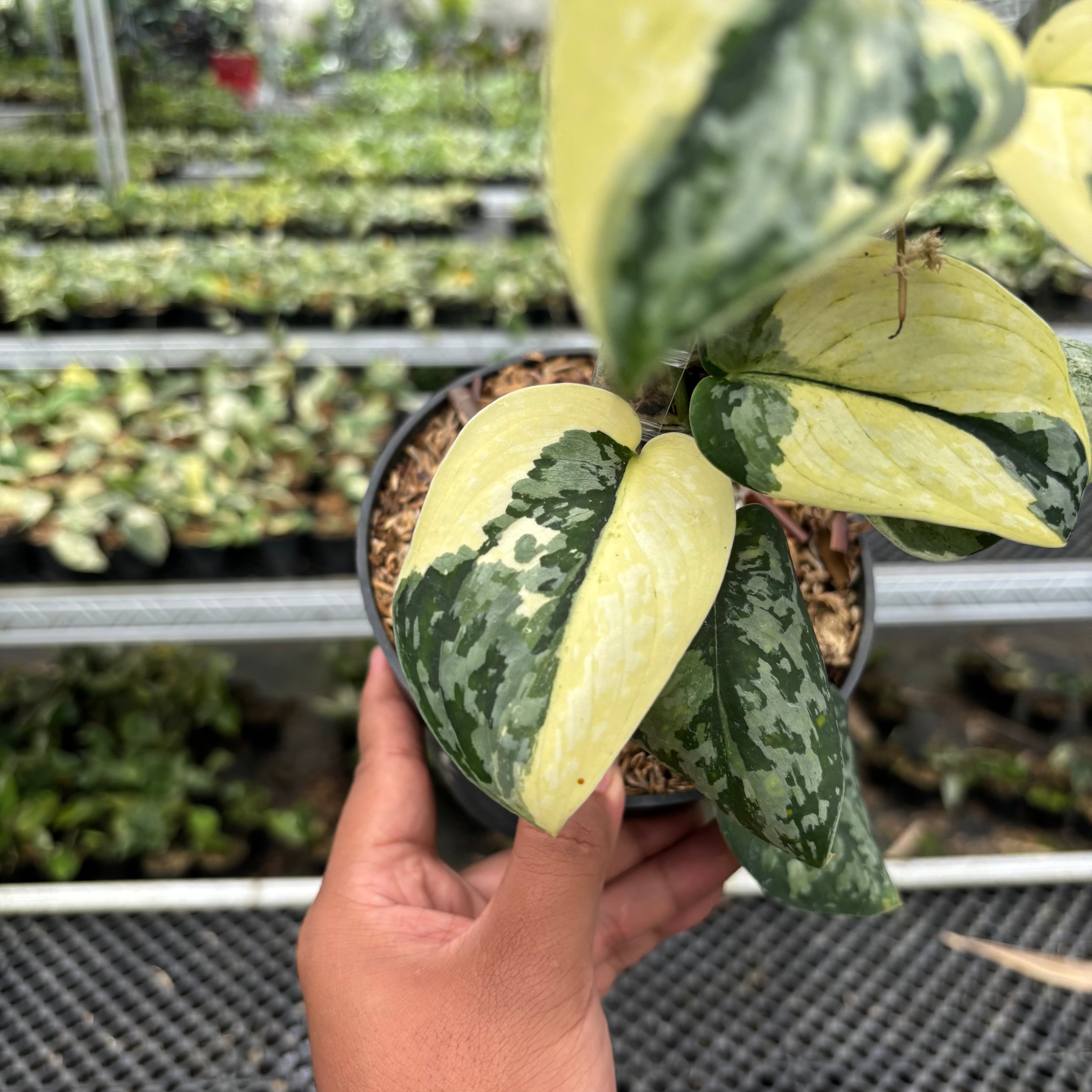 Scindapsus Wheet Diamond
