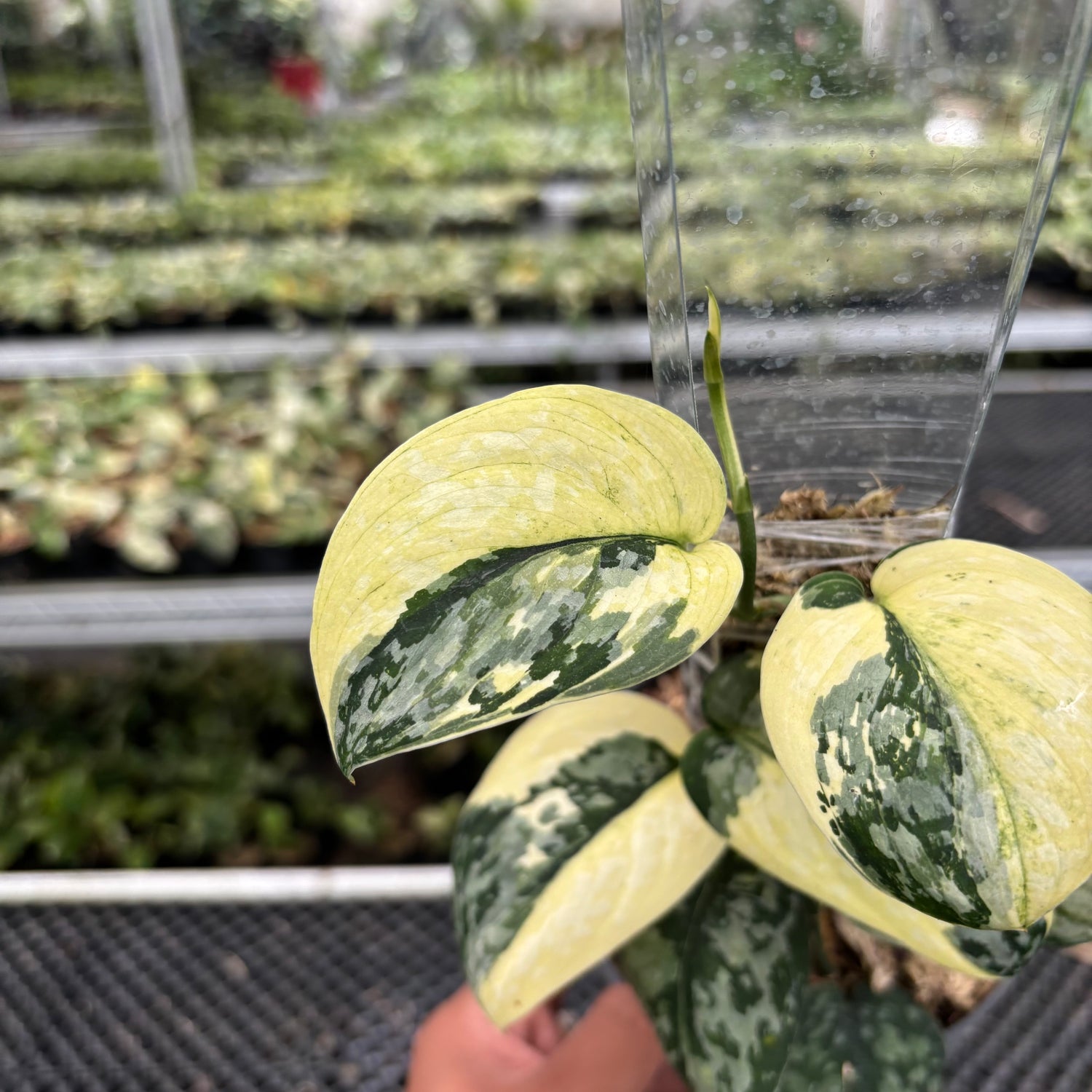 Scindapsus Wheet Diamond