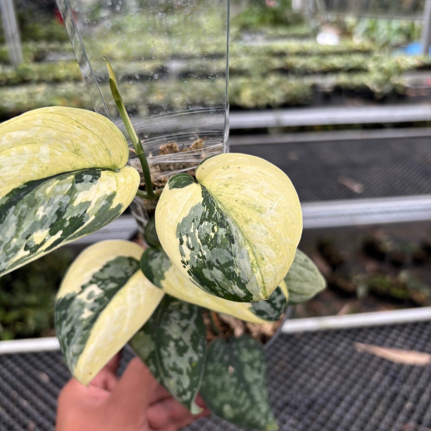 Scindapsus Wheet Diamond