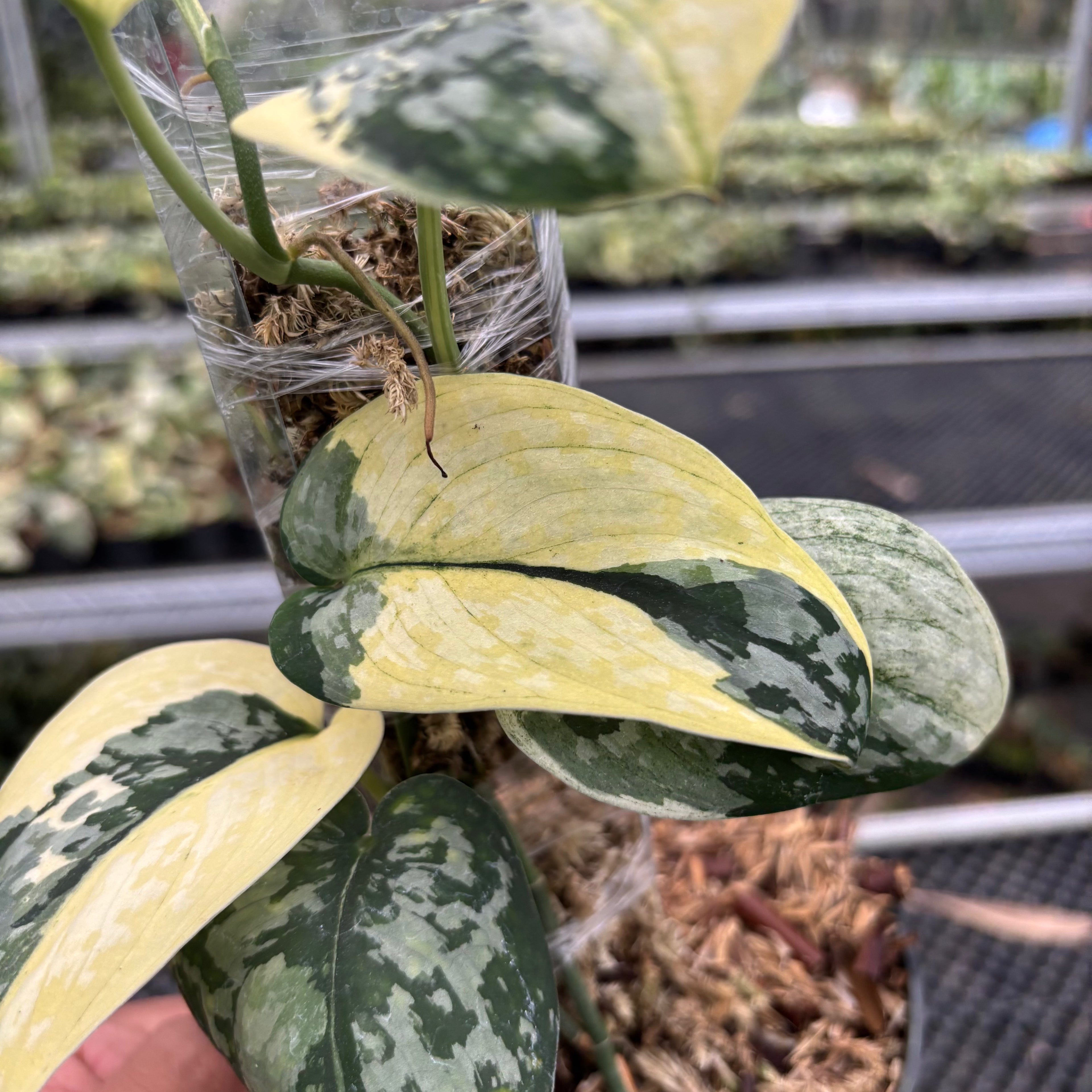 Scindapsus Wheet Diamond