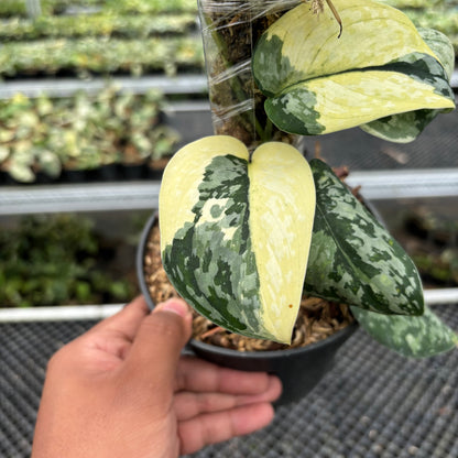 Scindapsus Wheet Diamond