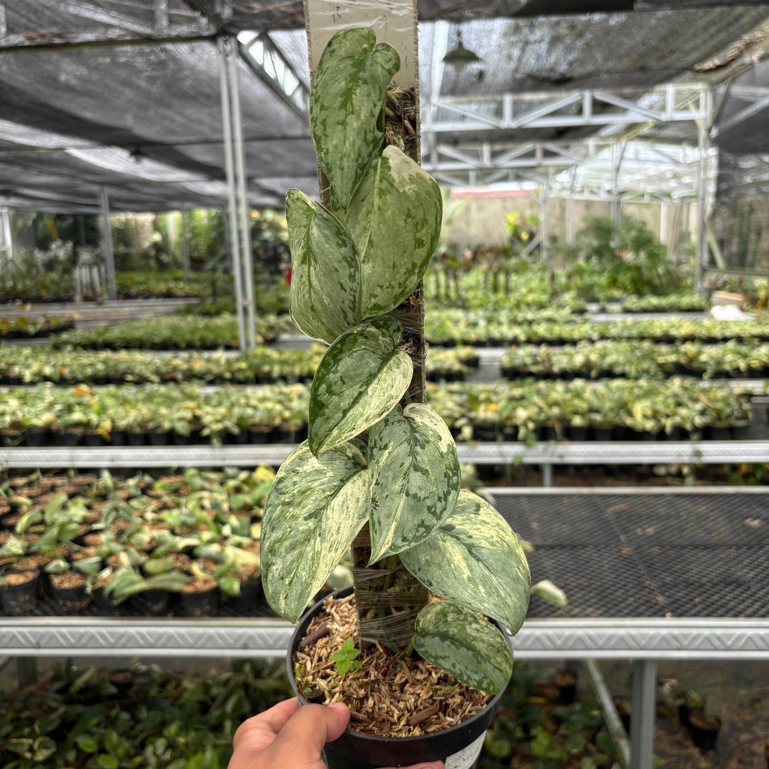 Scindapsus Peasun