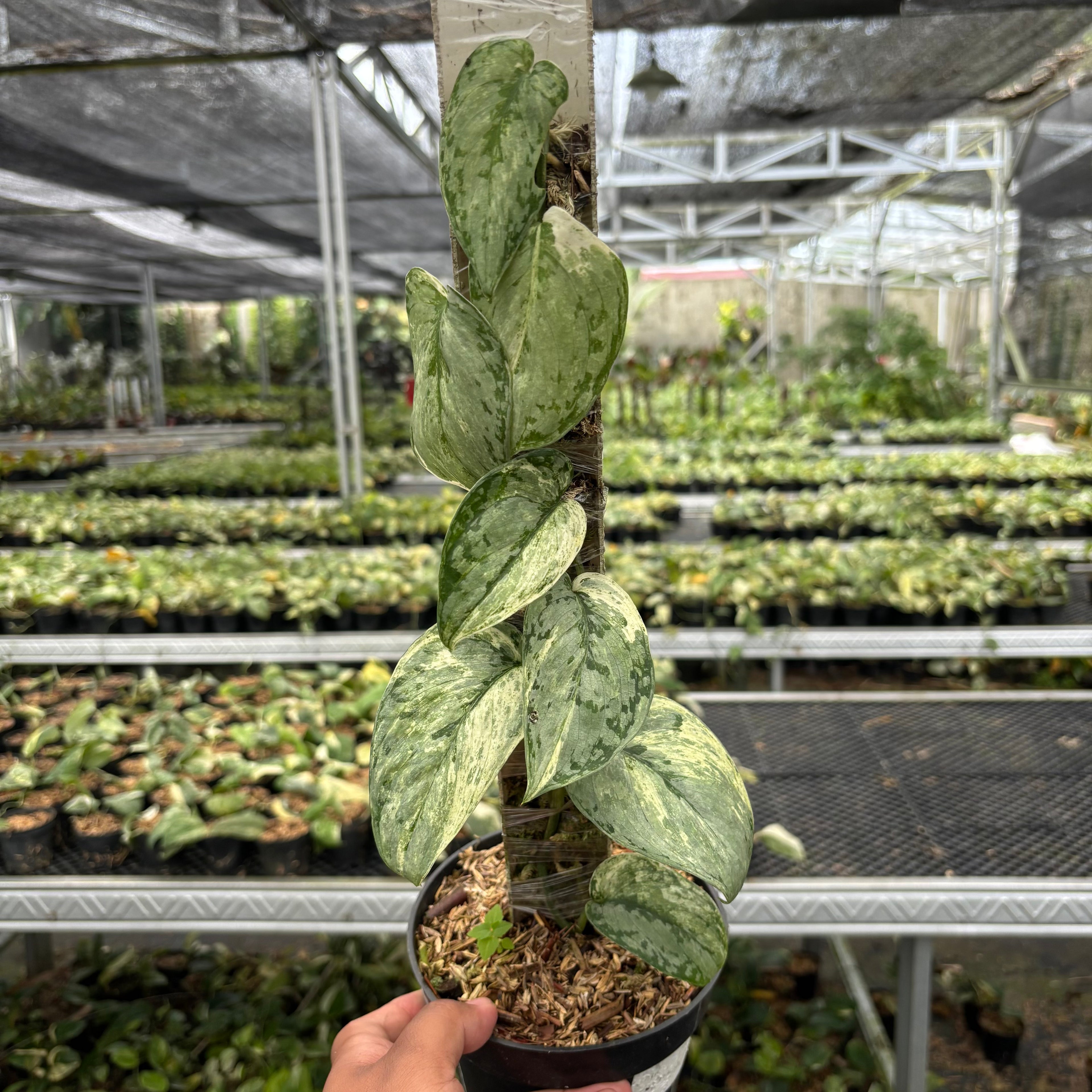 Scindapsus Peasun