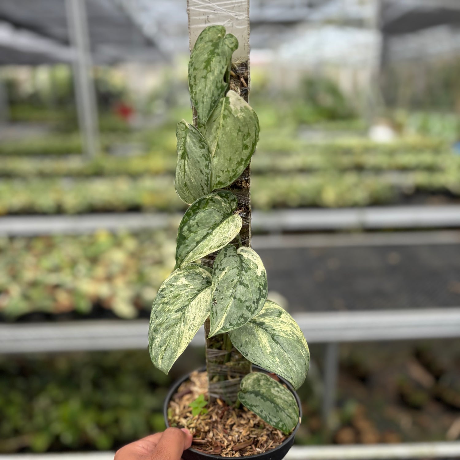 Scindapsus Peasun