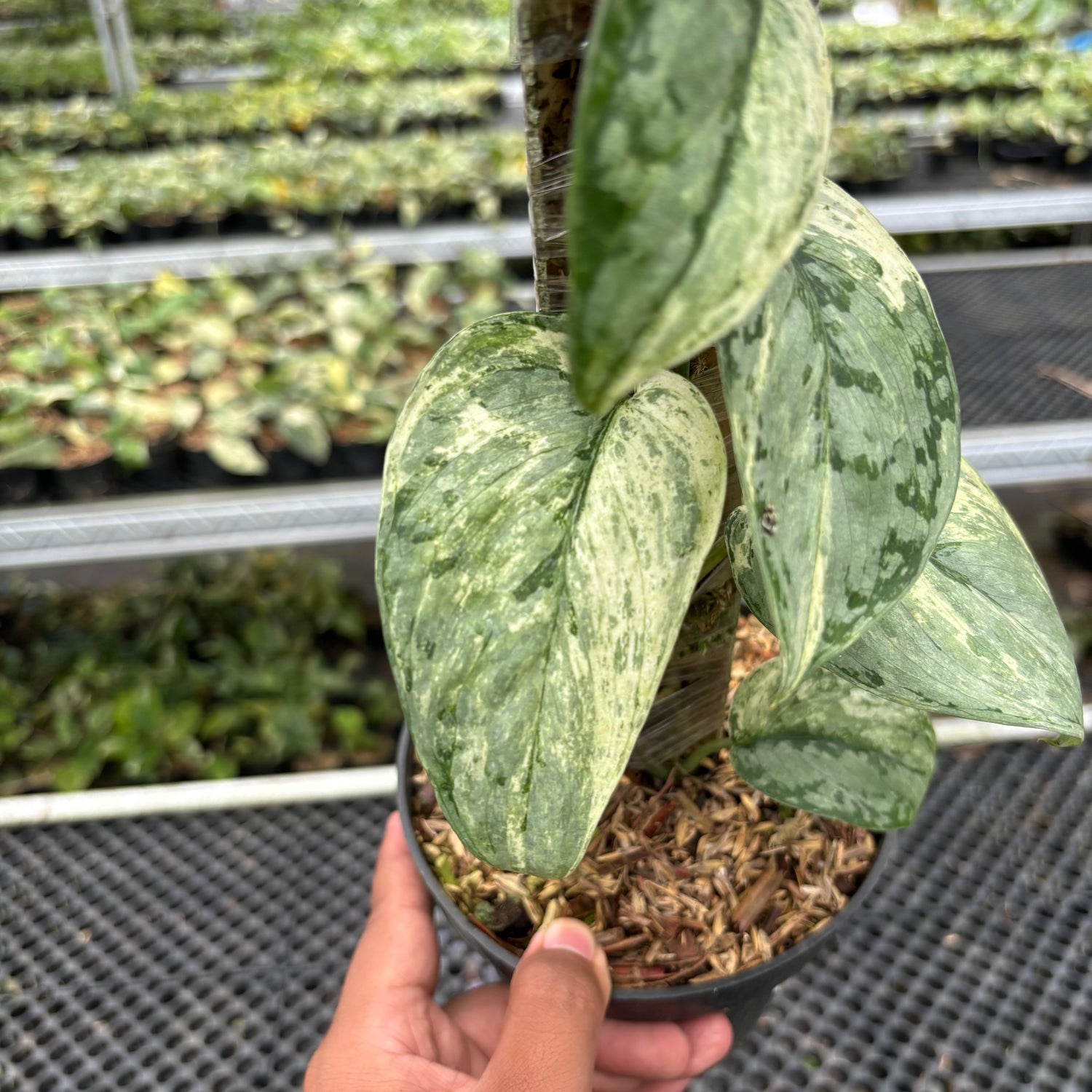Scindapsus Peasun