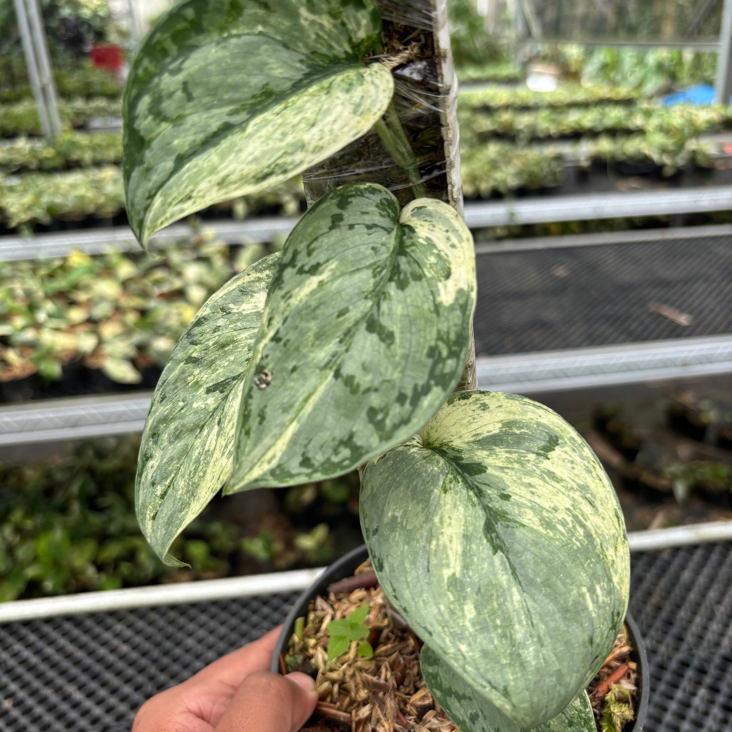 Scindapsus Peasun