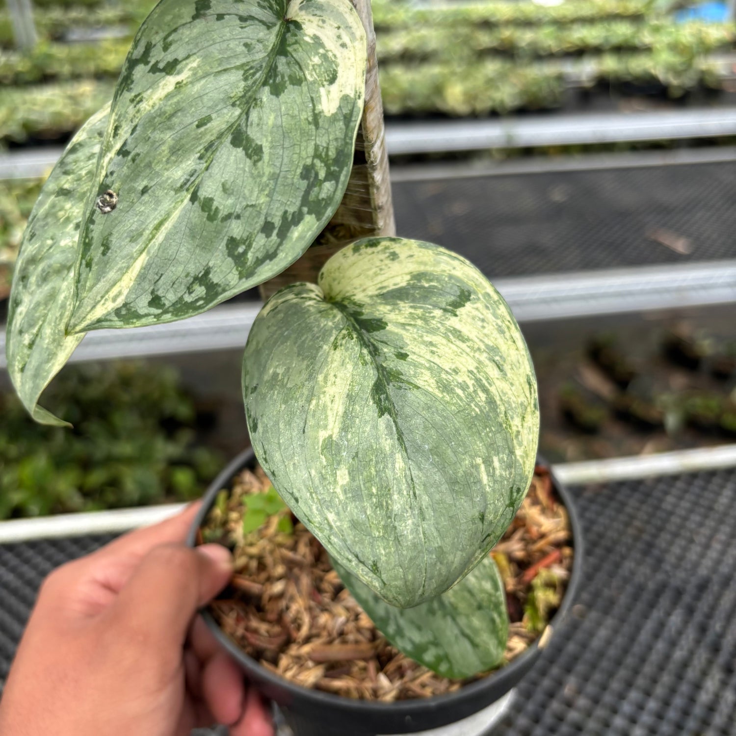 Scindapsus Peasun