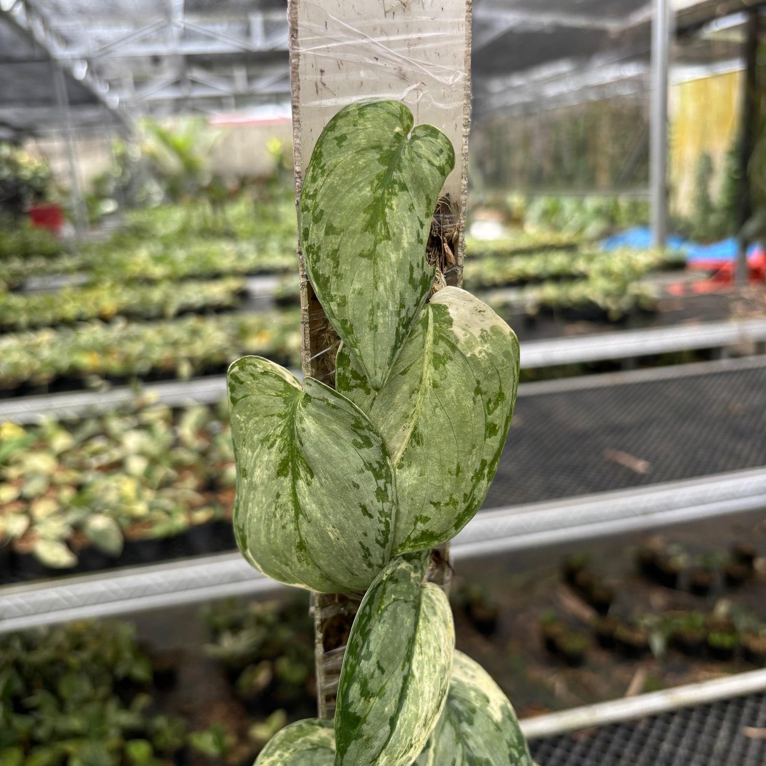 Scindapsus Peasun