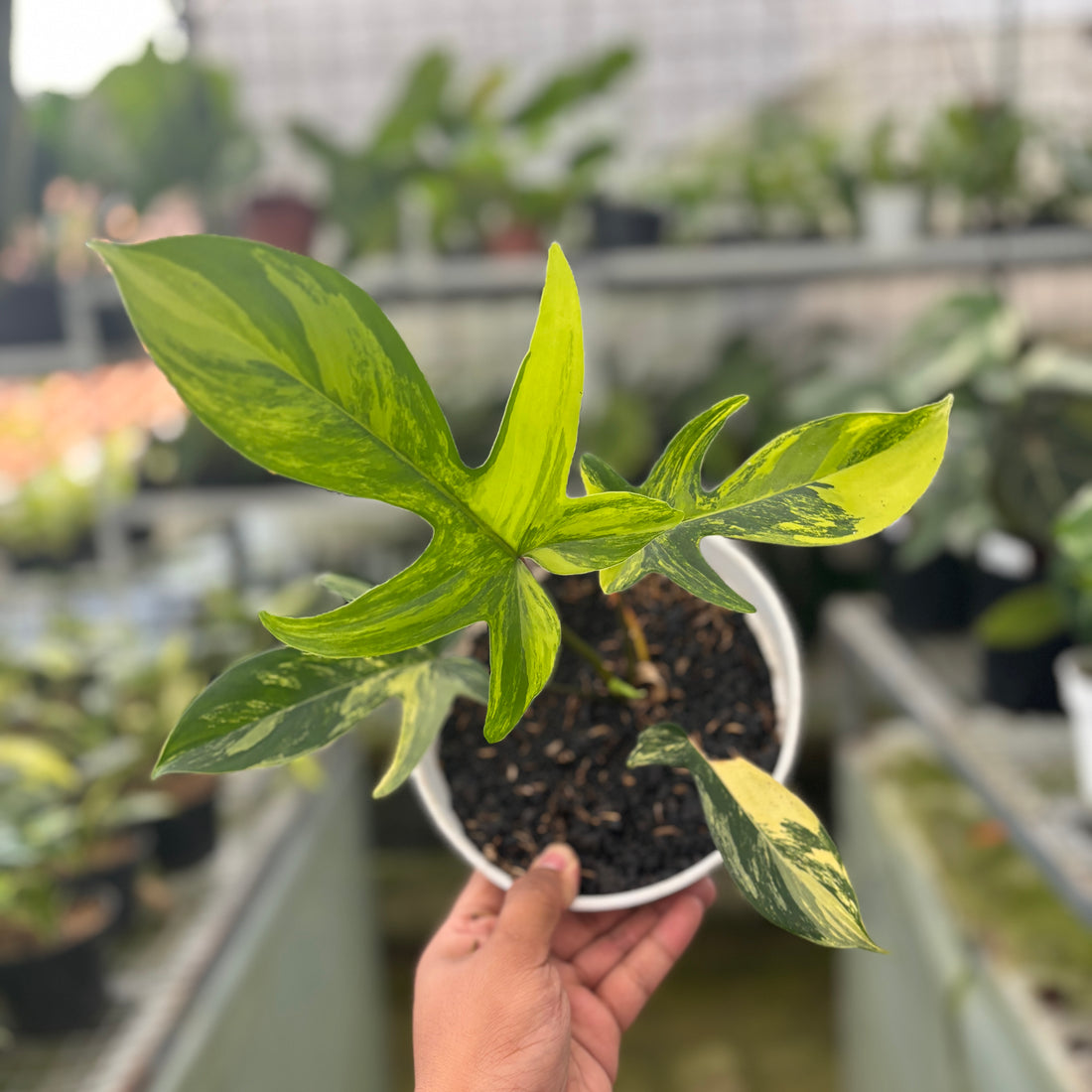 RP1-9 Philodendron Florida Beauty