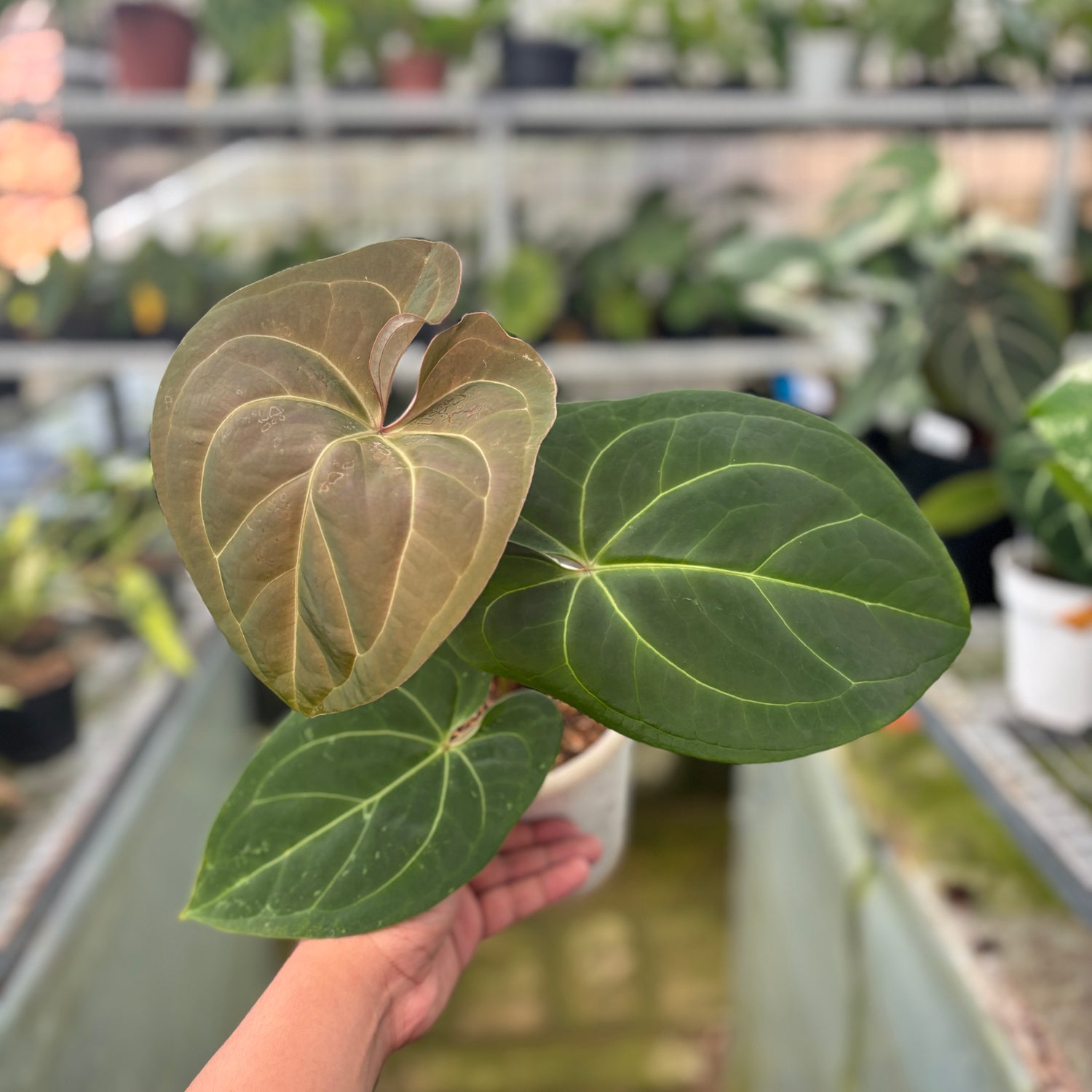 RP2-9 Anthurium Hoffmani Hybrid