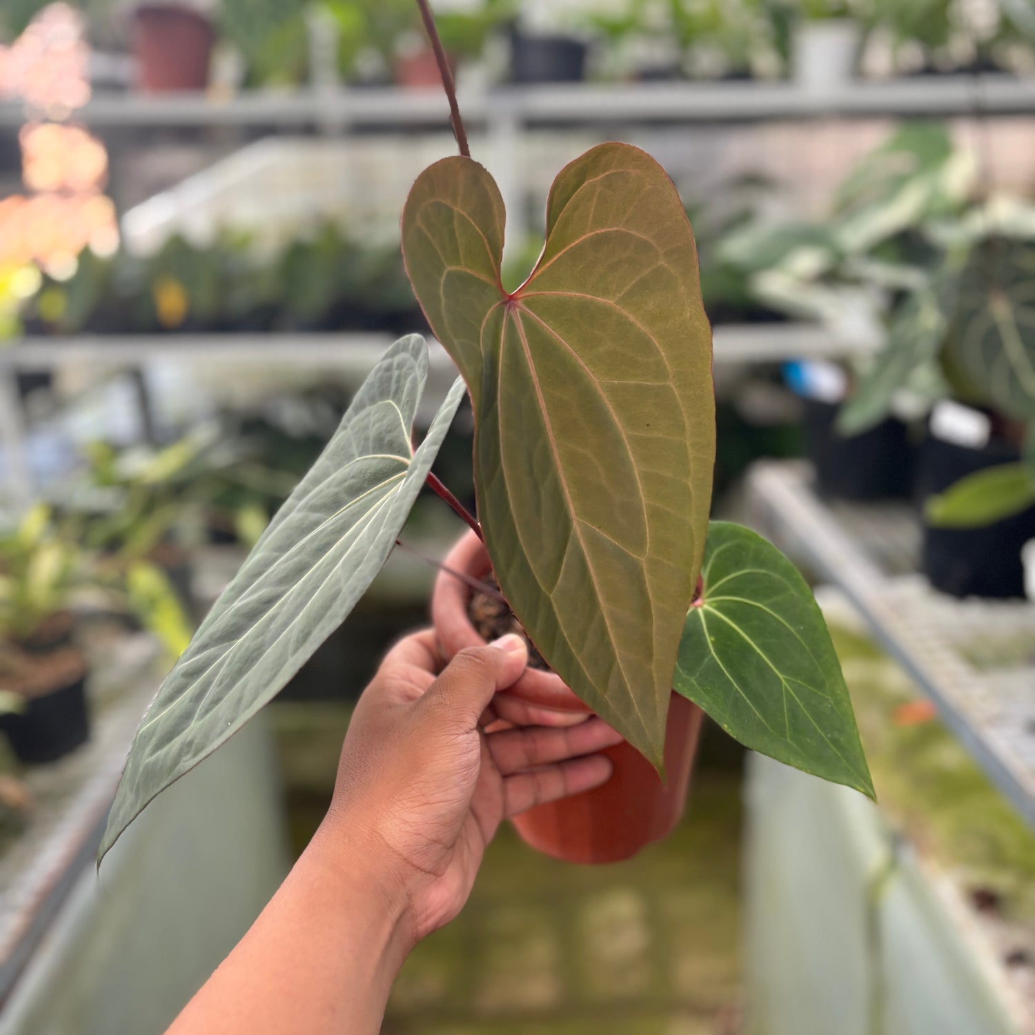 RP3-9 Anthurium Calgara